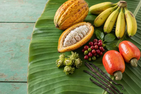 Rohe Ernte auf einem Bananenblatt: eine aufgeschnittene Kakaofrucht mit weißen Bohnen, rote Kaffeekirschen, Bananen, Cashewäpfel mit den darunter hängenden Cashewnüssen in der Schale, Haselnüsse in grüner Hülle und Vanilleschoten auf einem türkisfarbenen Holztisch